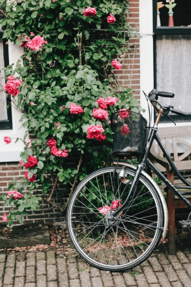 Fahrrad an einer Blumenwand