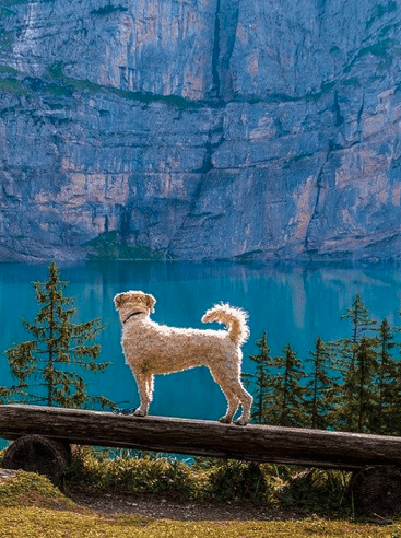 Hund Ausflug Berge