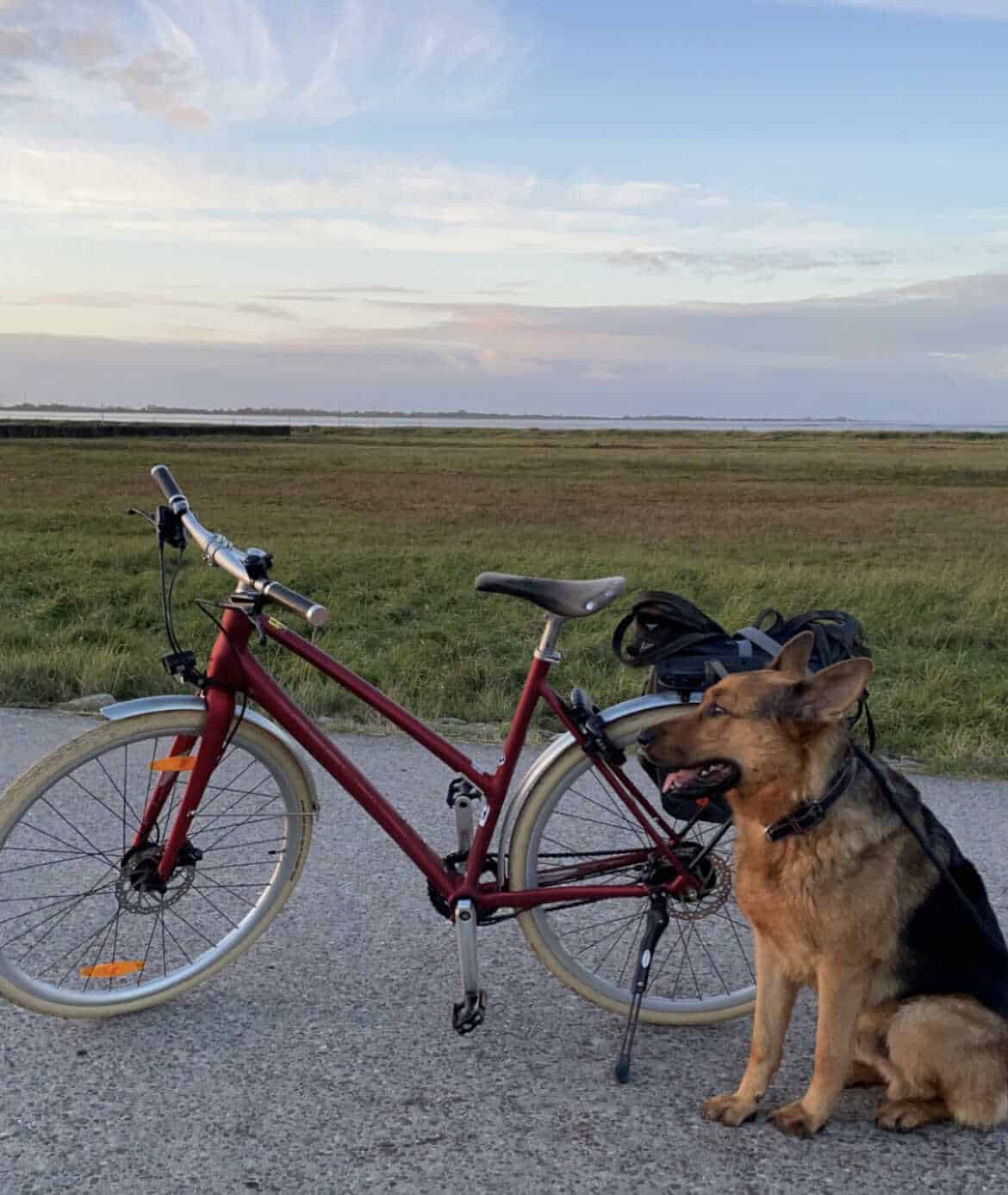 rotes Fahrrad mit Hund